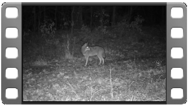 Coyote Pig Fox video thumbnail