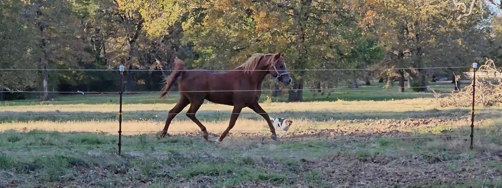 Bella and Troubadore