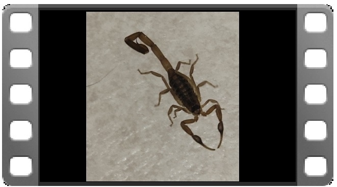 Critters video thumbnail